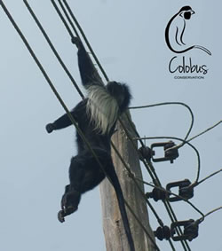 Colobus Electrocution