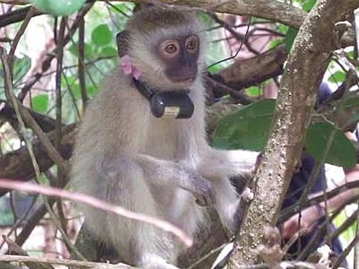 monkey with tracker